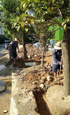 区城管委:区园林所做好工程项目建设苗木移植工作