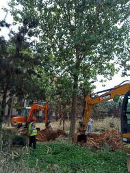 承接大树修剪移栽养护 武汉园林绿化 园林景观工程 庭院别墅花园设计施工